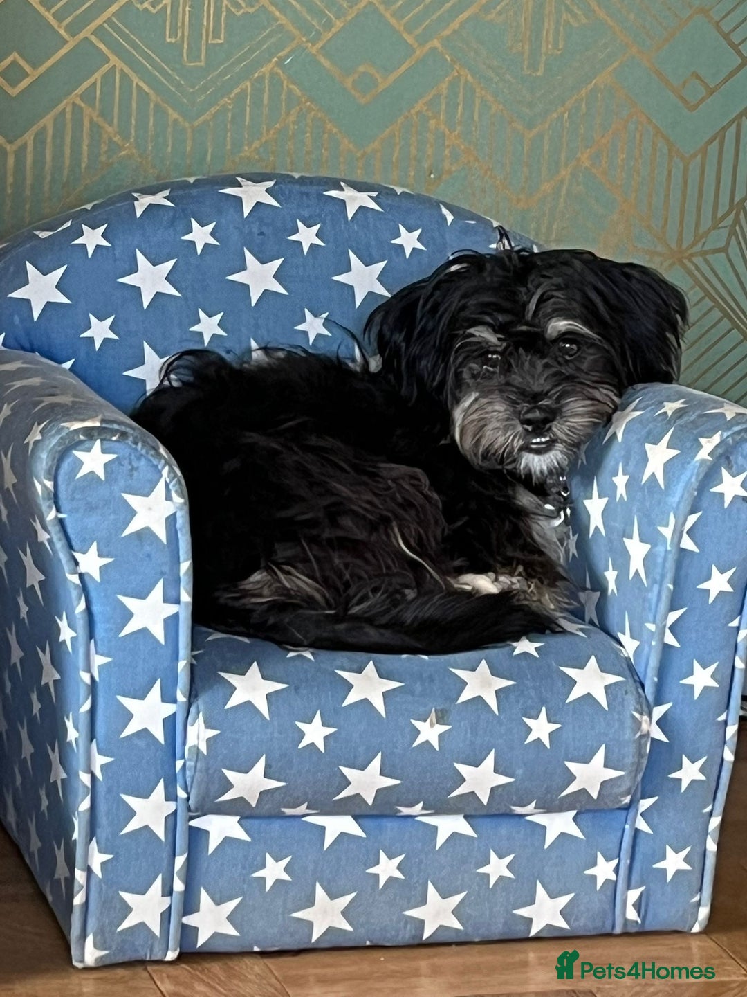Mixed Breed dogs for adoption: Travis  - Image 21