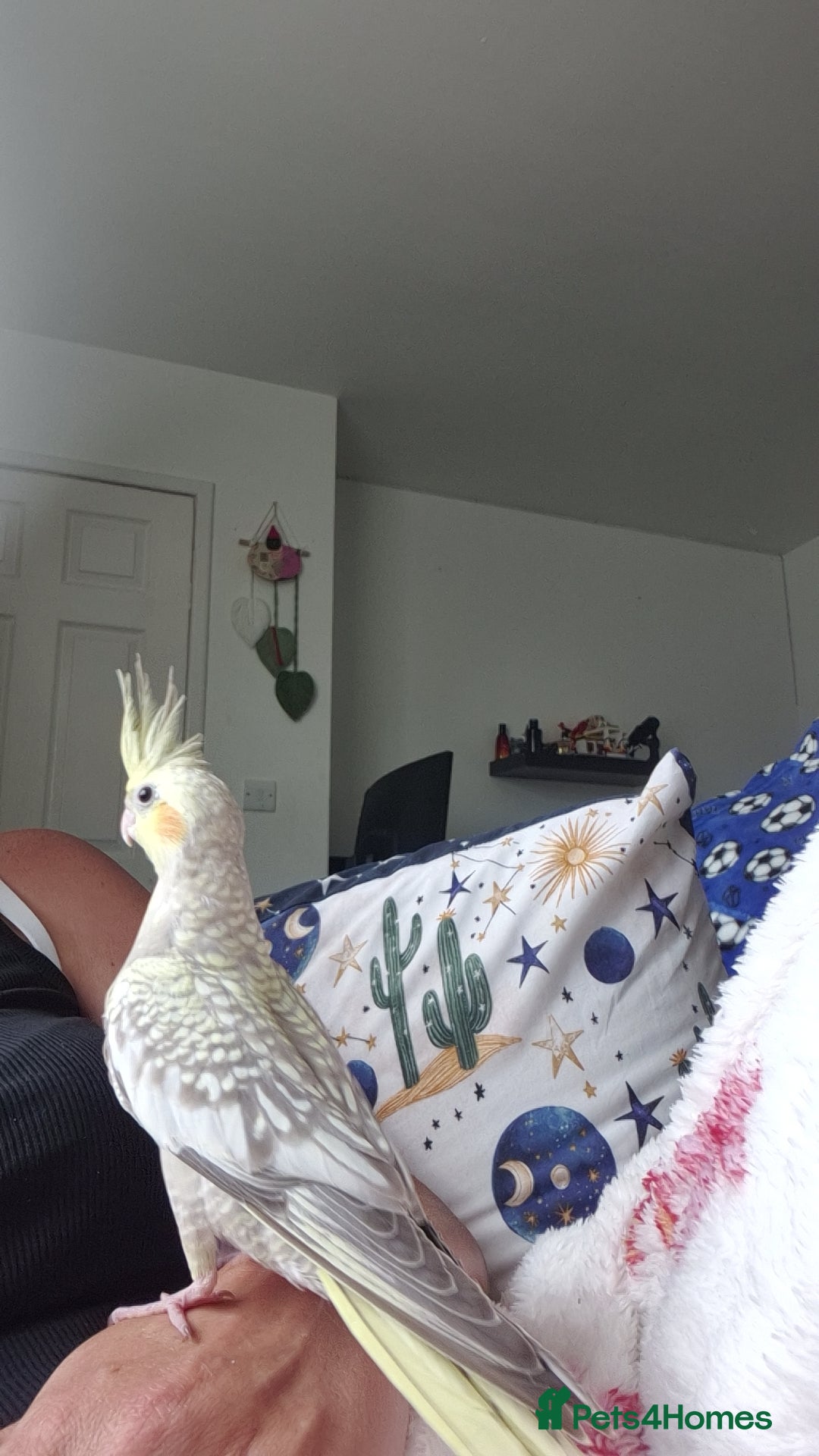 Cockatiels birds Baby cockatiel  - Advert 5
