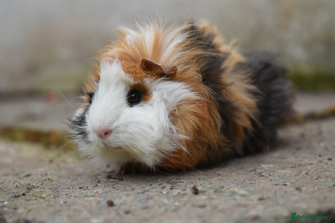 Guinea Pig rodents for sale: 9 Month Old Male Guinea Pigs Looking For Homes in Wigan - Image 11