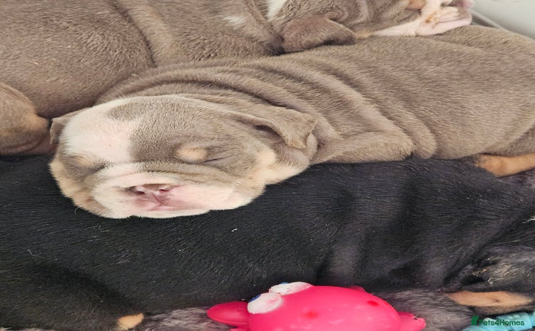English Bulldog dogs - Advert 1