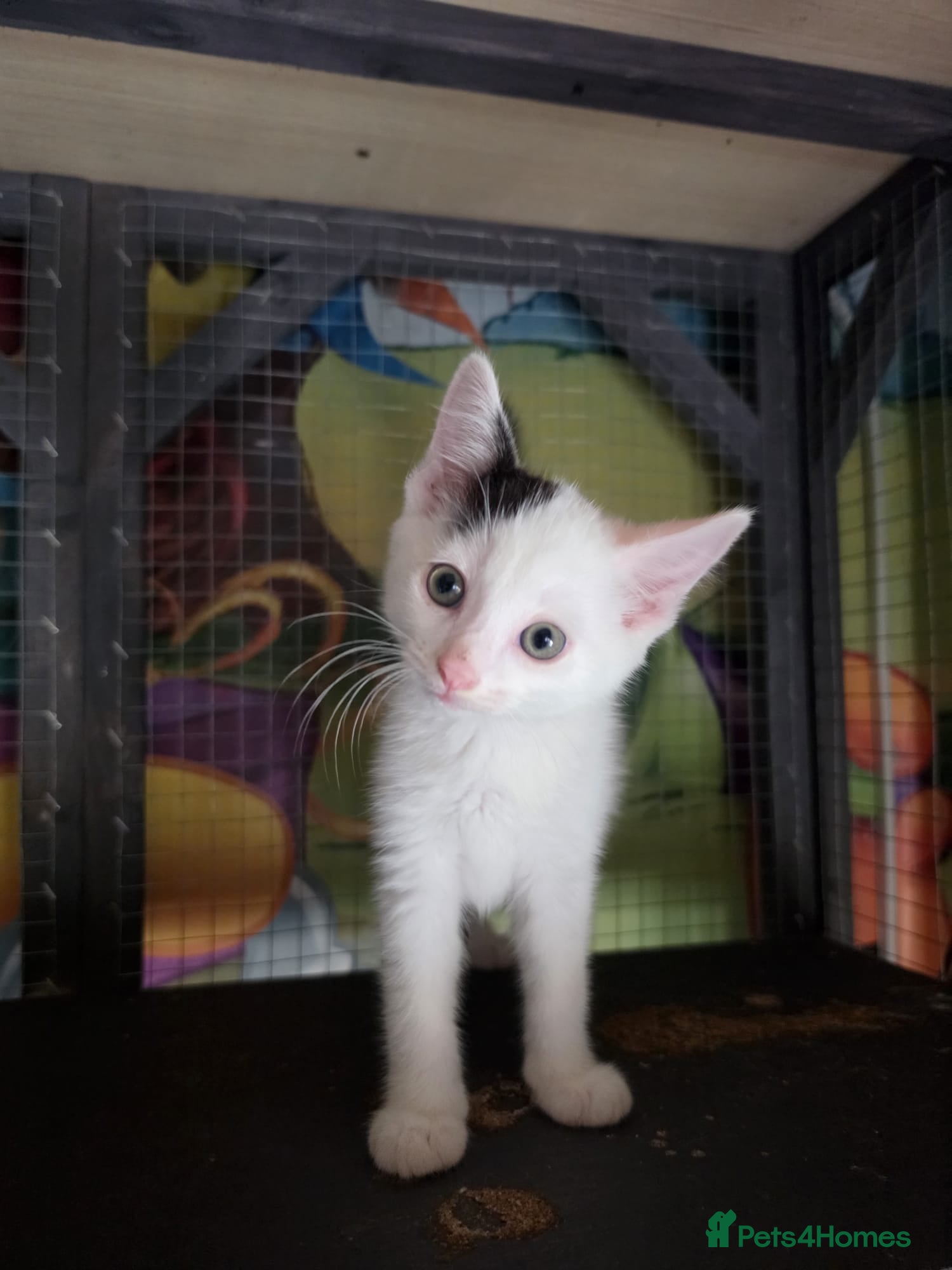 Mixed Breed cats Beautiful Kittens ready to go  - Advert 16