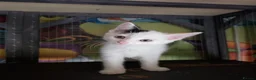 Mixed Breed cats for sale: Beautiful Kittens ready to go  in Birkenhead - Advert 1