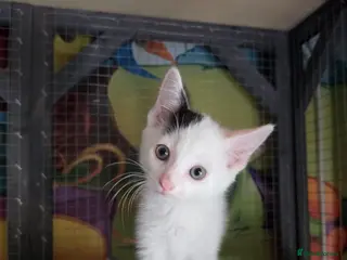 Mixed Breed cats Beautiful Kittens ready to go - Advert 2