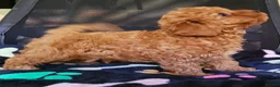 Toy Poodle dogs for sale: Asian Poodle Male for sale - Advert 2