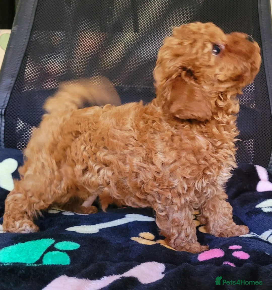 Toy Poodle dogs for sale: Asian Poodle Male for sale - Advert 2