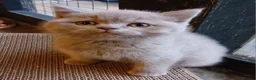 British Shorthair cats for sale: Beautiful British Shorthaired lilac female kitten  - Advert 1