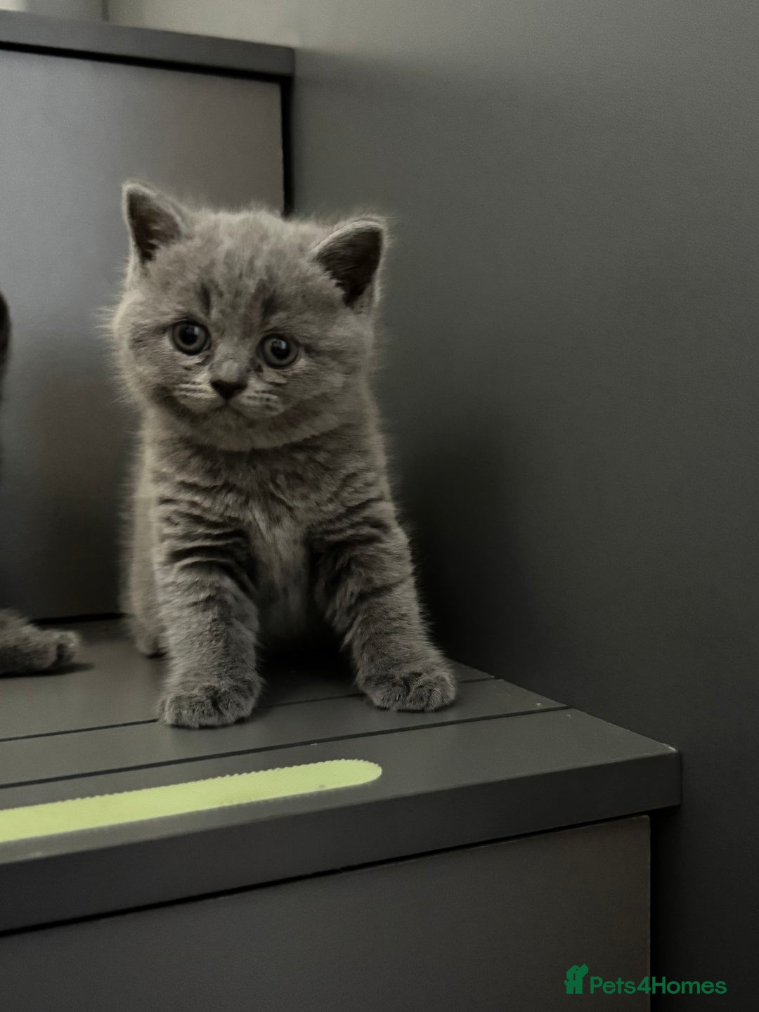 British Shorthair cats for sale: 4 Bsh kittens  - Image 4