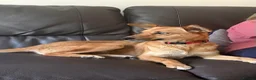 Mixed Breed dogs for adoption: 💙KAI & ❤️GERDA- Bonded And Simply Perfect in Retford - Advert 8
