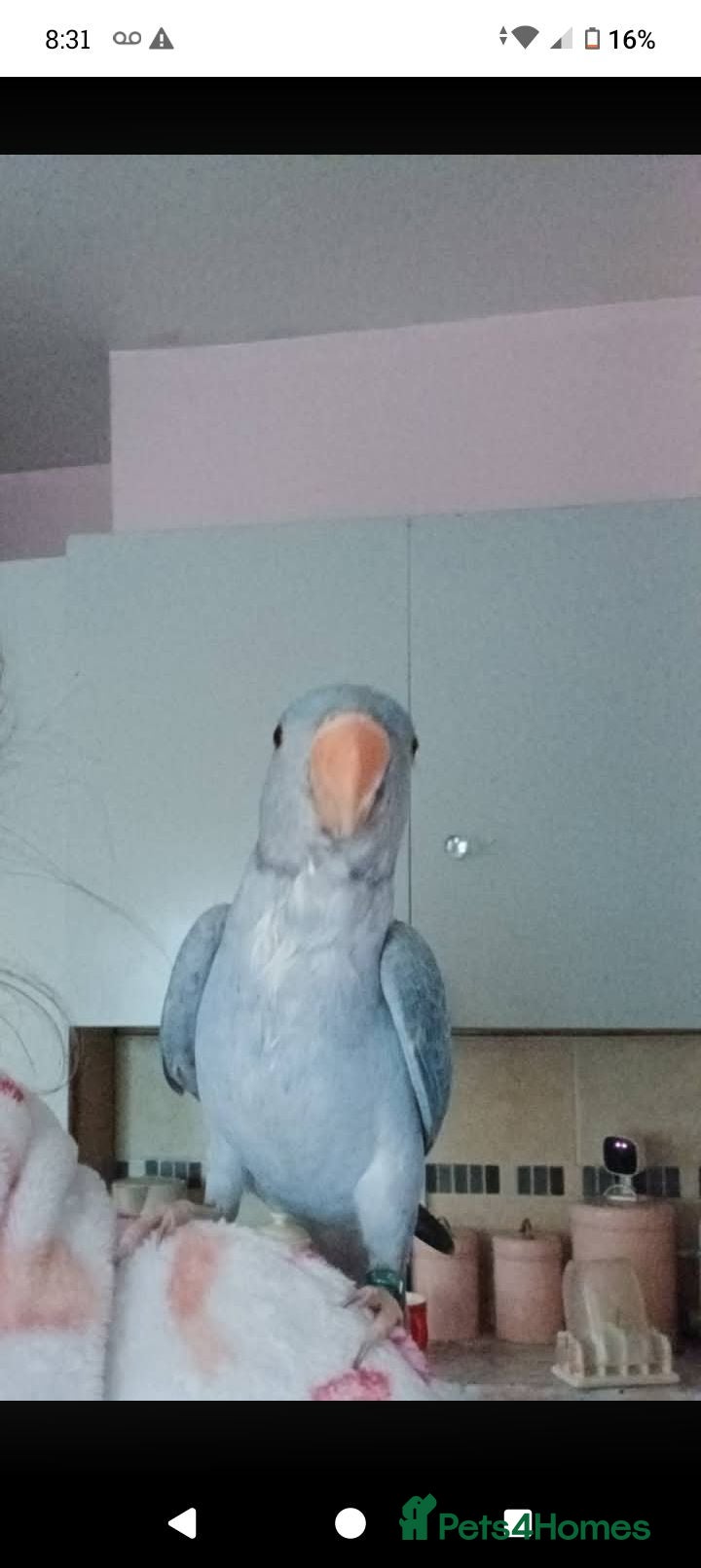 Ringnecks birds Ringneck  - Advert 8