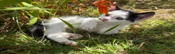 Mixed Breed cats for sale: 3 x Black & white kittens, 1 x boy, 2 x girl in Port Talbot - Advert 33