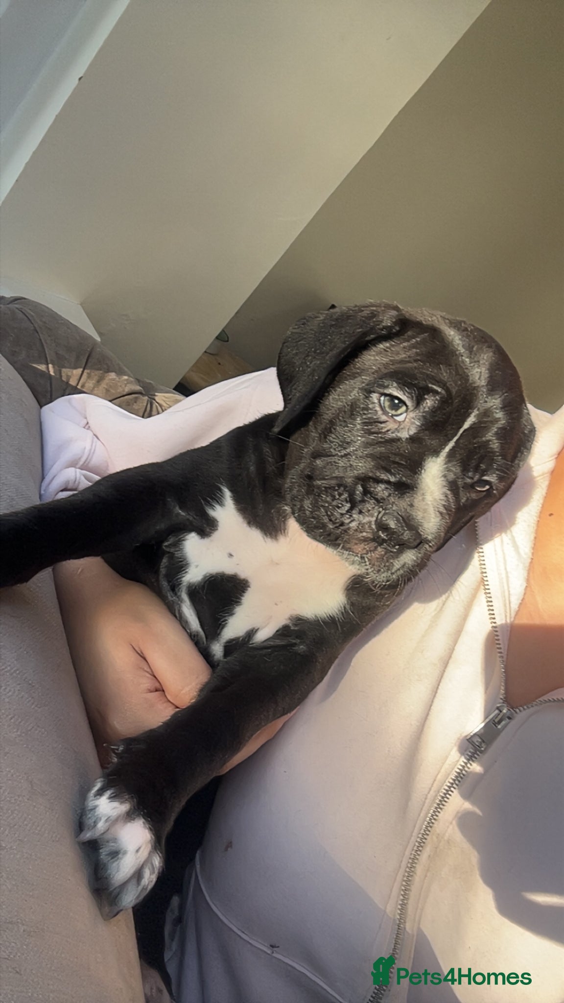 Cane Corso dogs Cane Corso Puppies – Lion Crown Kennel - Advert 8