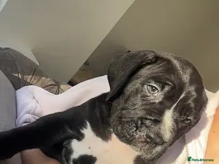 Cane Corso dogs Cane Corso Puppies – Lion Crown Kennel - Advert 8