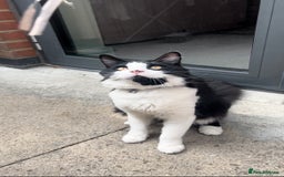 British Shorthair cats for sale: LOVING MALE KITTY!!! - Image 2