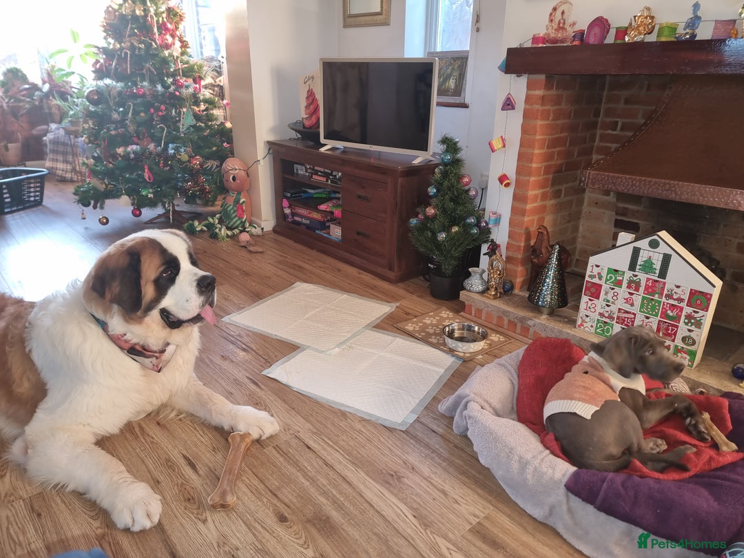 Great Dane dogs for sale: Female Great Dane Puppy Looking for Forever Home - Advert 2