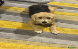 Yorkshire Terrier dogs for adoption: Sweet Daisy looking for LOVE  - Image 7