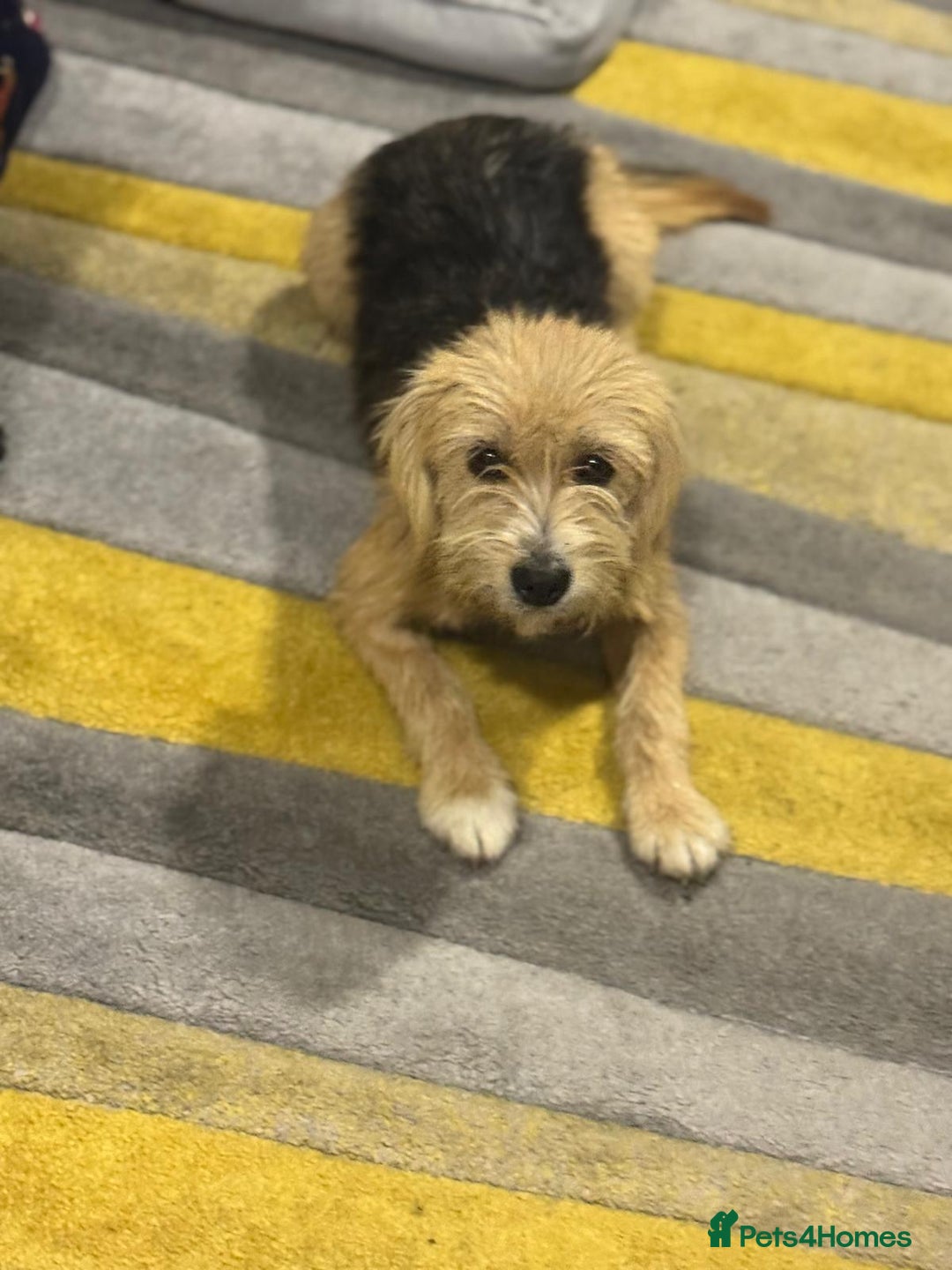 Yorkshire Terrier dogs for adoption: Sweet Daisy looking for LOVE  - Image 7