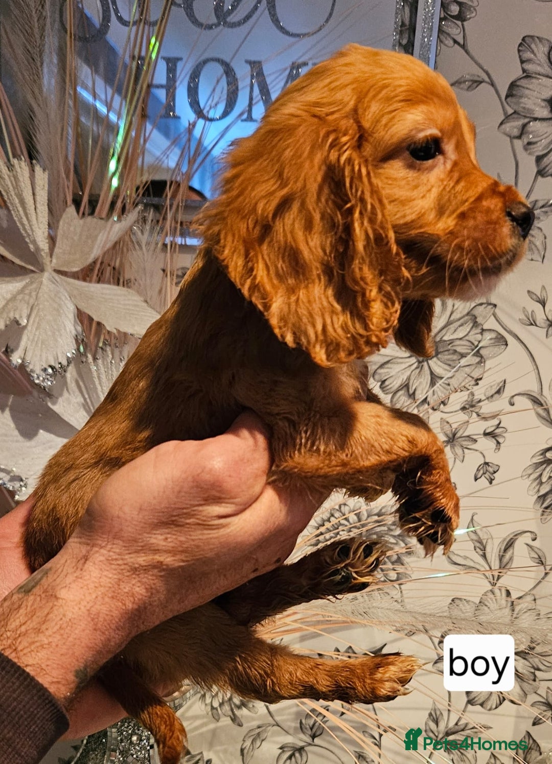 Cocker Spaniel dogs for sale: Beautiful cocker spaniels  - Advert 1