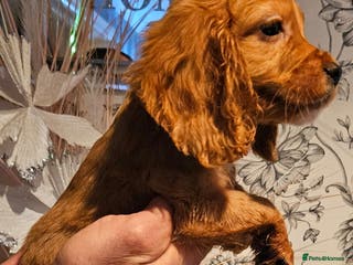 Cocker Spaniel dogs Beautiful cocker spaniels - Advert 16