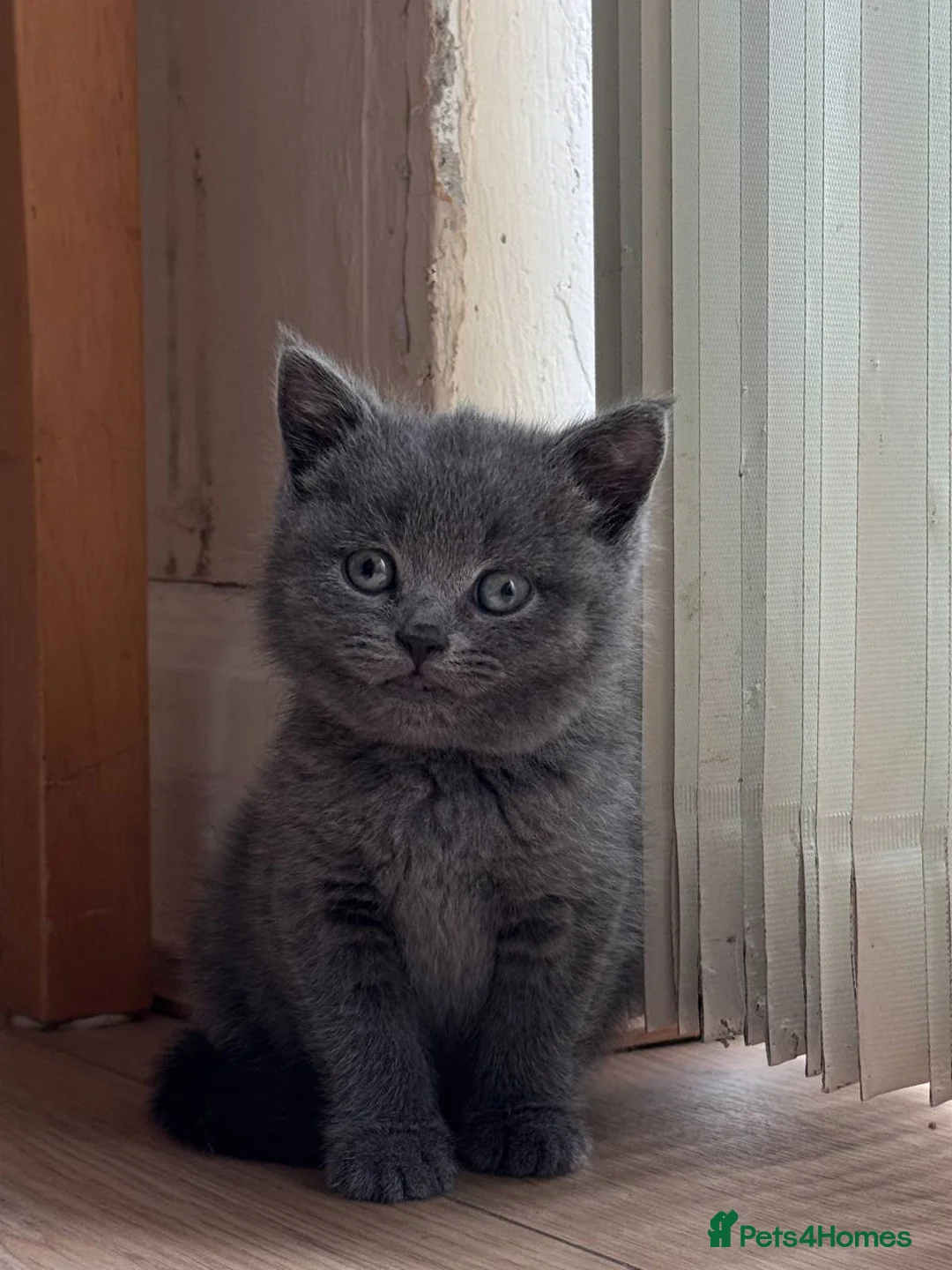 British Shorthair cats for sale: Pedigree TICA British Shorthair kittens  - Advert 17