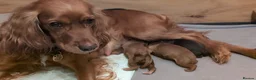 Cocker Spaniel dogs for sale: Adorable healthy Cocker Spaniel puppies - Advert 13