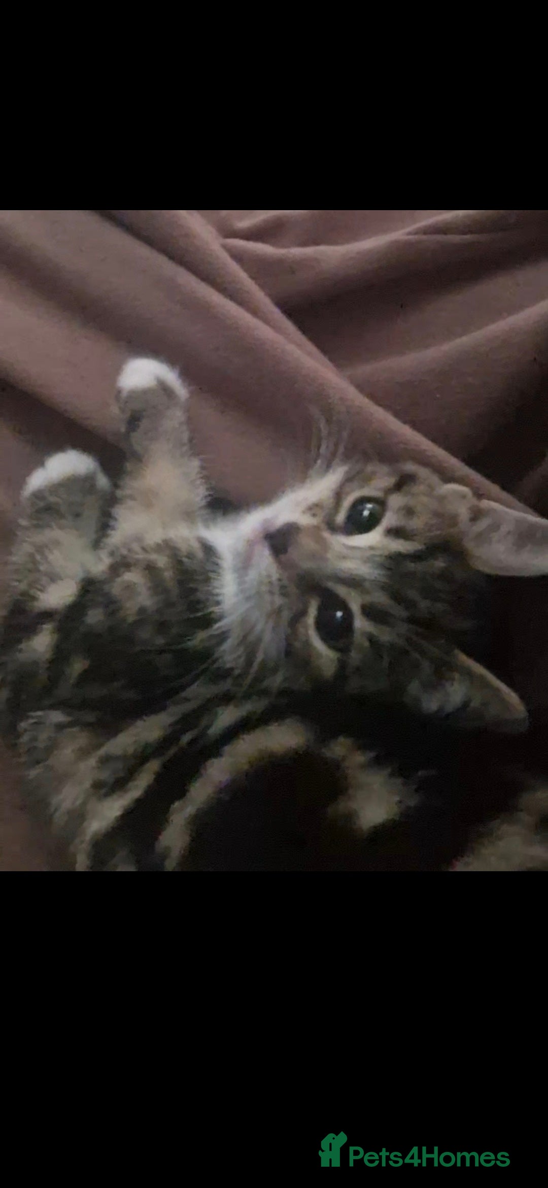 European cats for sale: Kittens ready now  - Image 2