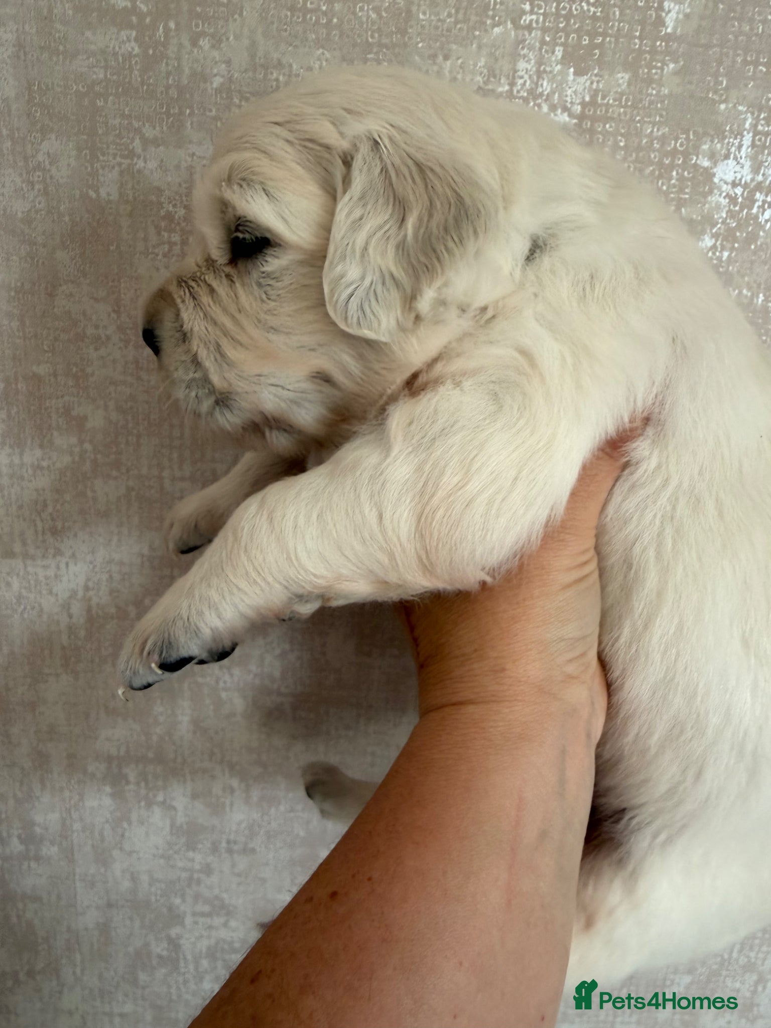 Golden Retriever dogs DNA Clear. Fully health tested. KC reg cream pups - Advert 1