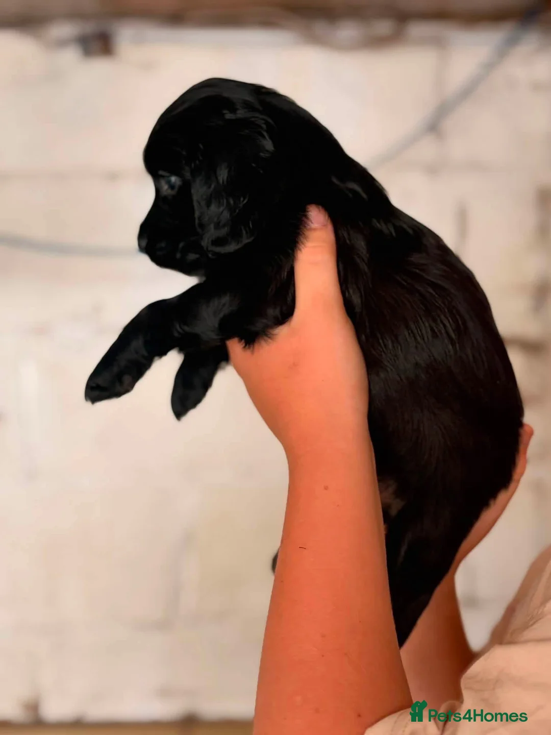 Cocker Spaniel dogs for sale: 2 male cocker spaniel puppies in New Tredegar - Advert 2