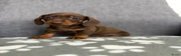 Dachshund dogs for sale: Miniature Dachshund puppies  - Advert 10