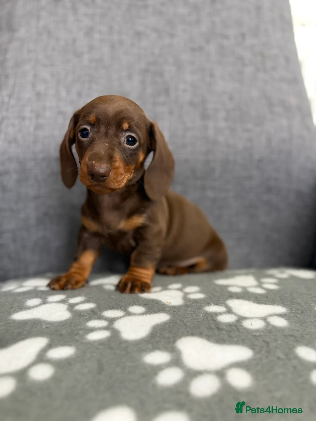 Dachshund dogs for sale: Miniature Dachshund puppies  - Advert 10