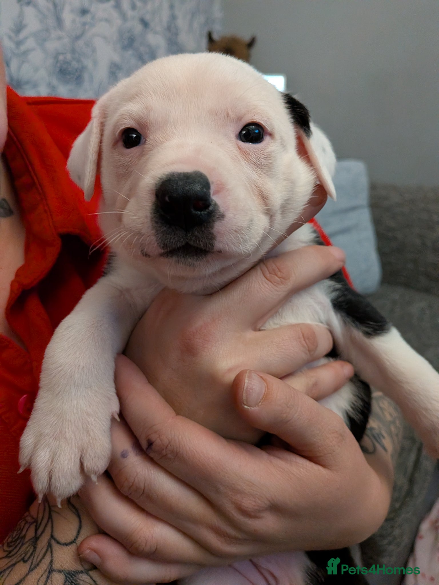 Mixed Breed dogs Borador bully puppies x2 girls viewings now  - Advert 15