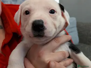 Mixed Breed dogs Borador bully puppies x2 girls viewings now - Advert 15