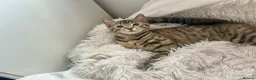 Domestic Shorthair cats for sale: Adorable Scottish mix Kittens 🐾 - Advert 12