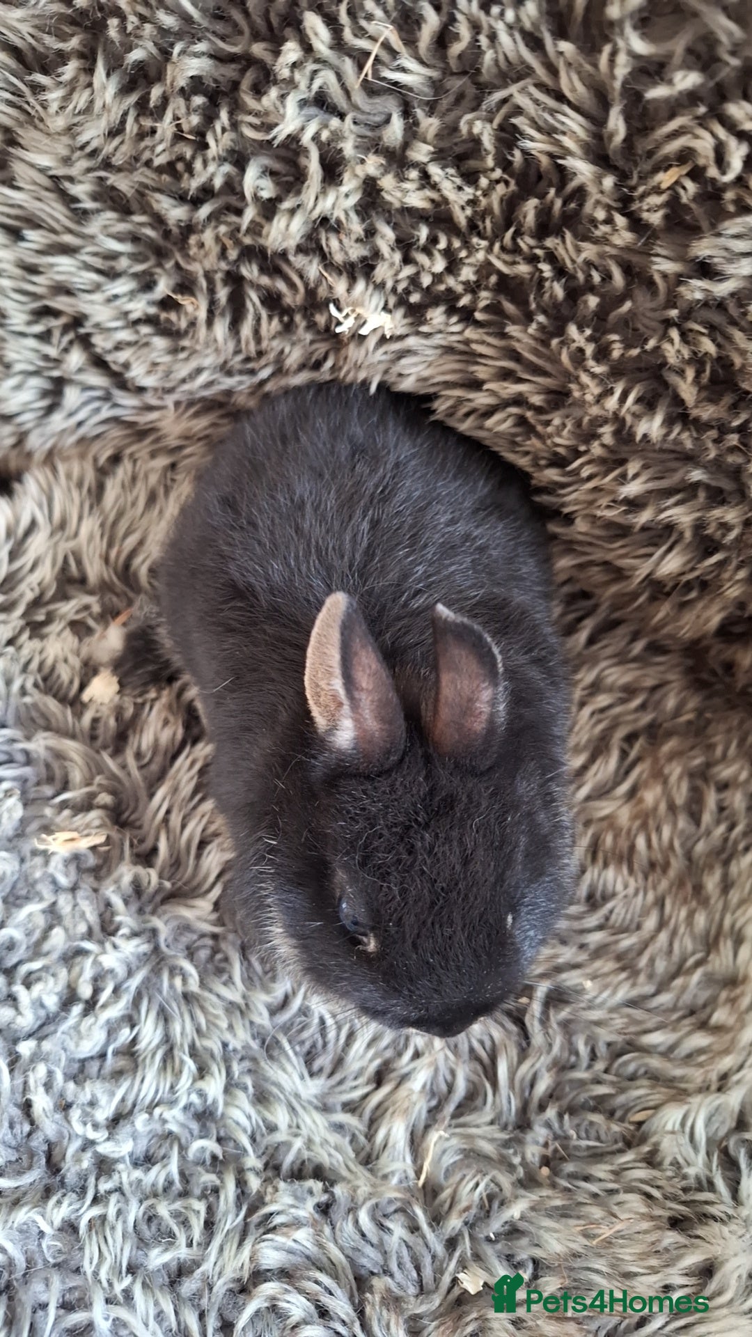 Netherland Dwarf rabbits for sale: Pure Netherland Dwarf Baby Bunnies - Image 3