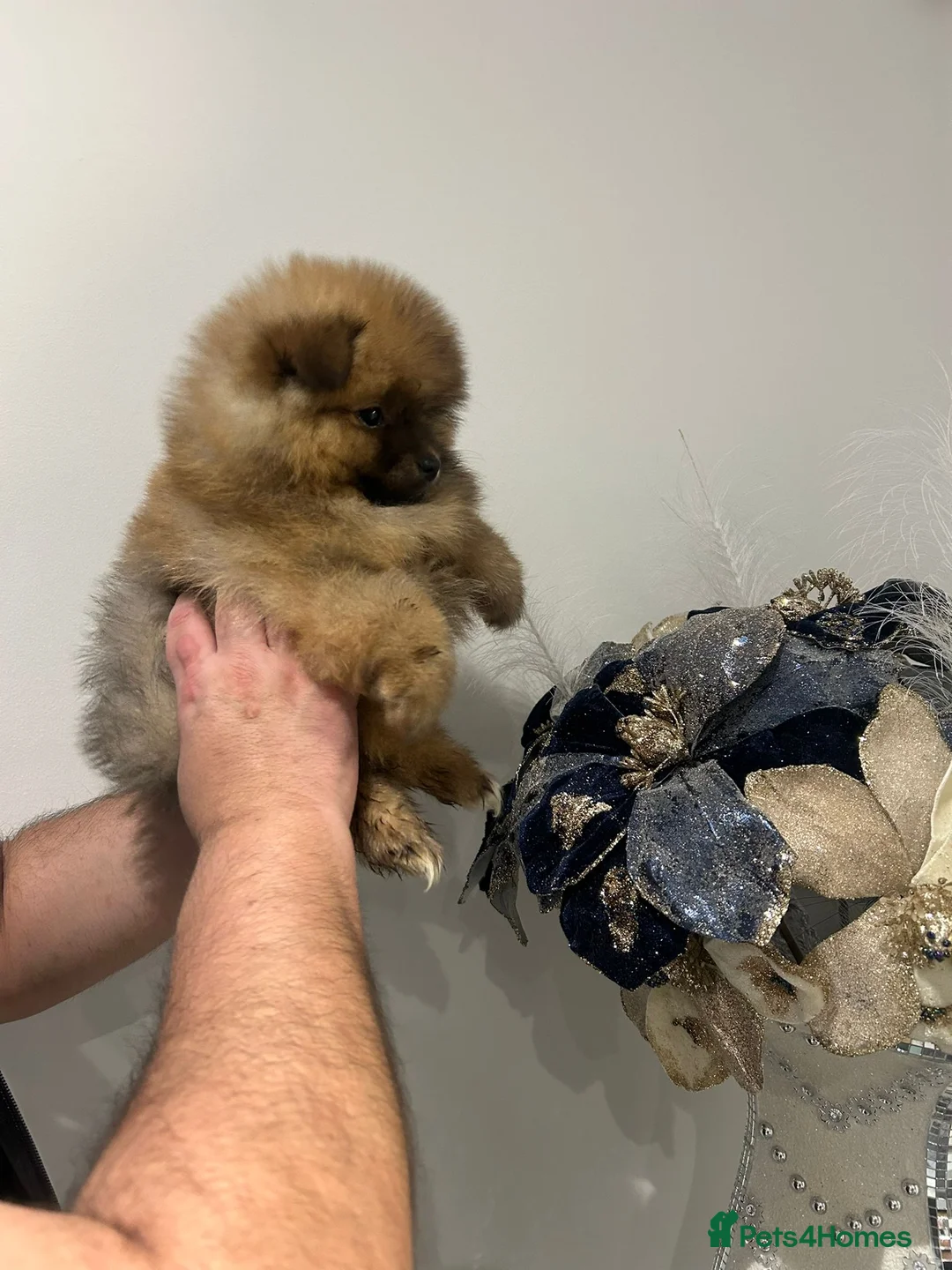 Pomeranian dogs for sale: 4 pomeranin girls and 2 pomeranian boys  - Advert 1