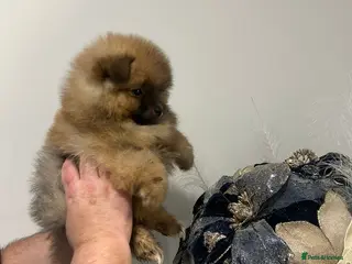 Pomeranian dogs 4 pomeranin girls and 2 pomeranian boys - Advert 2