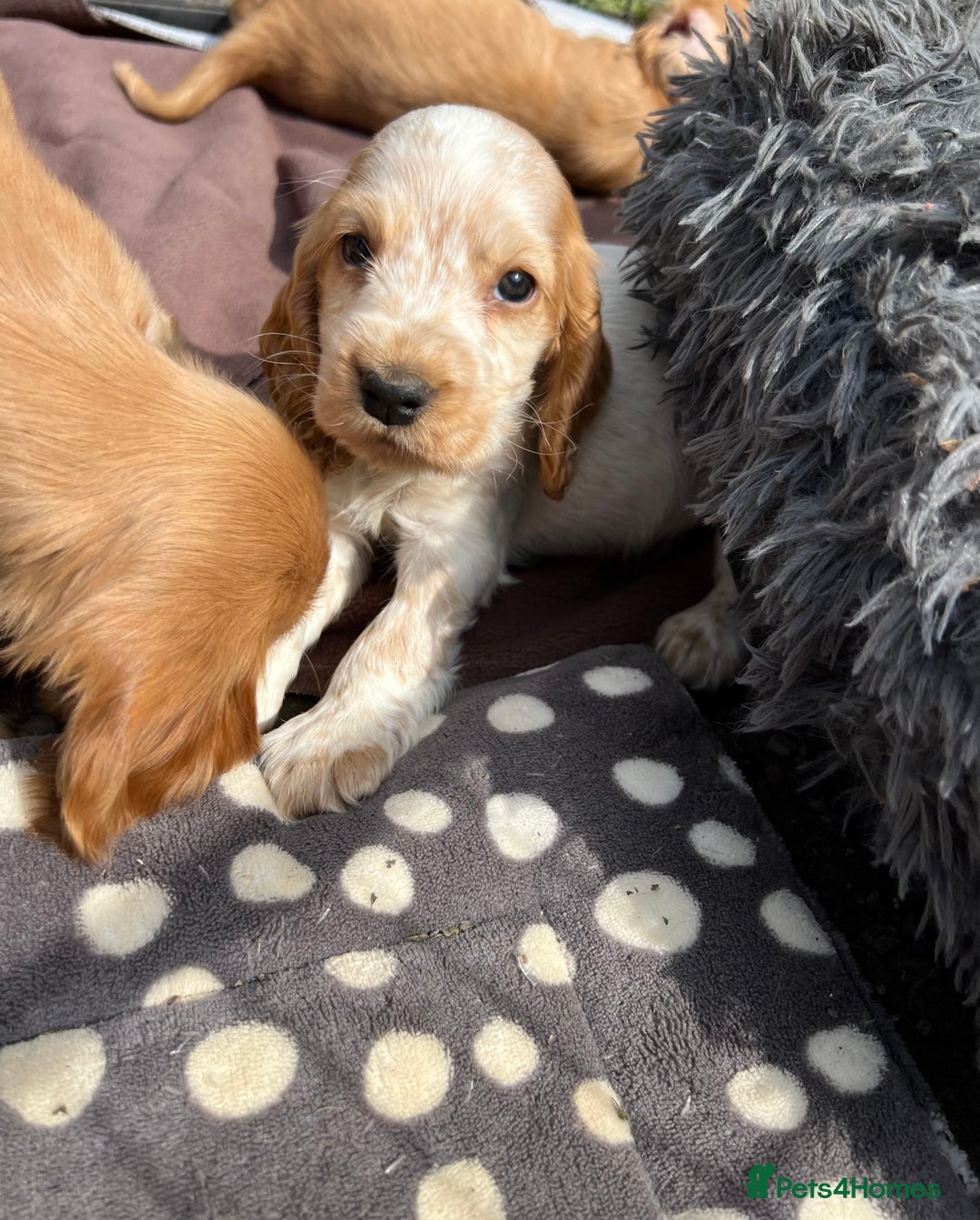 Cocker Spaniel dogs for sale: Show Cocker Puppies - Image 6