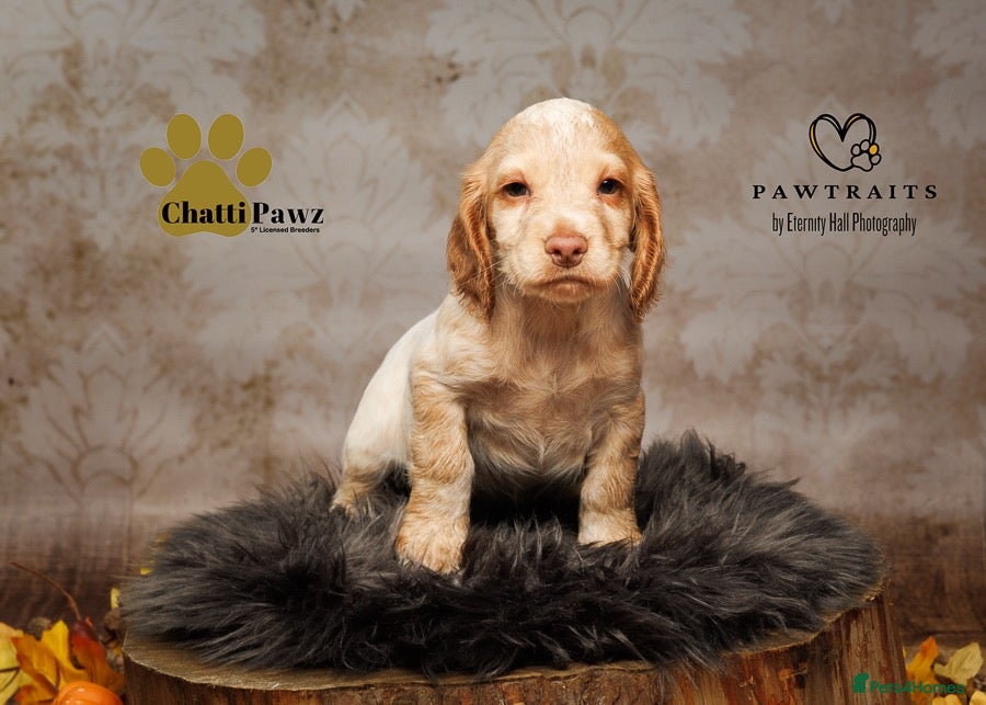 Cocker Spaniel dogs Adorable working cocker spaniels  - Advert 2