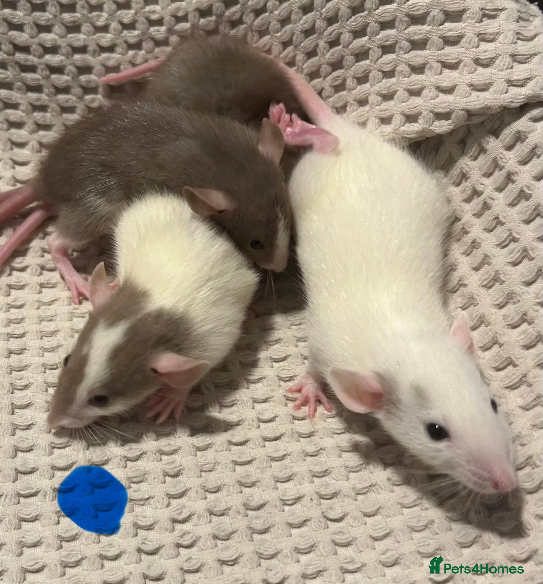 Rat rodents Baby dumbo rats for sale  - Advert 7
