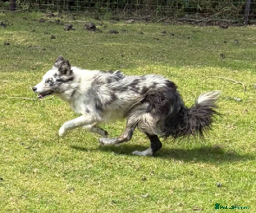 Border Collie dogs for stud: ISDS/KC Registered Blue Merle in Pontypool - Advert 10