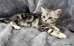British Shorthair cats for sale: Champion Line British Shorthair Kittens - Image 3