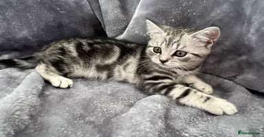 British Shorthair cats - Advert 13
