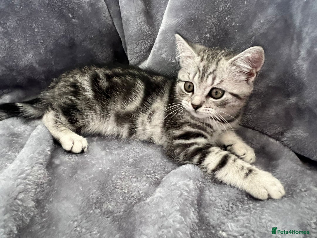 British Shorthair cats for sale: Champion Line British Shorthair Kittens - Image 3