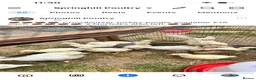 Turkeys poultry for sale: Crollwitzer turkey poults Unsexed different ages  - Advert 1