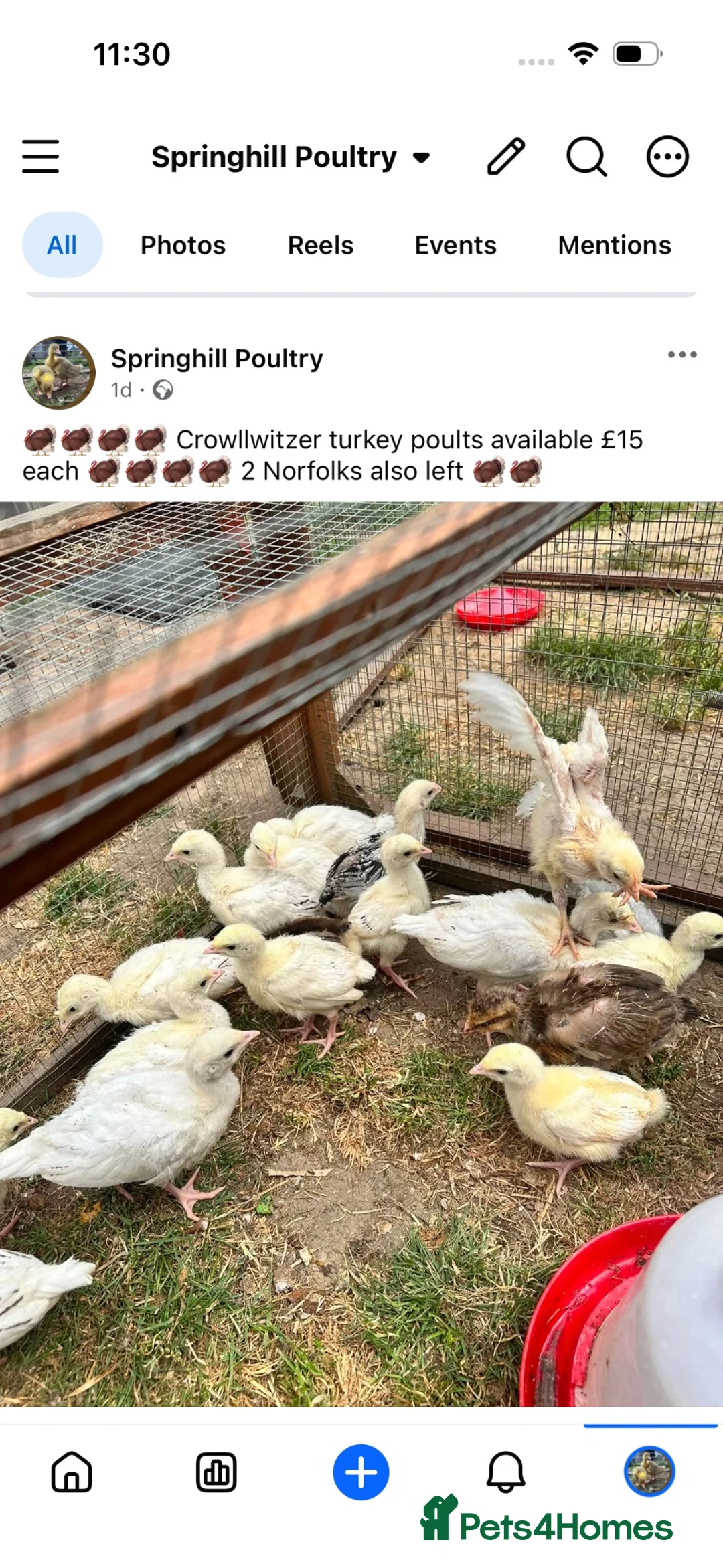 Turkeys poultry for sale: Crollwitzer turkey poults Unsexed different ages  - Advert 1