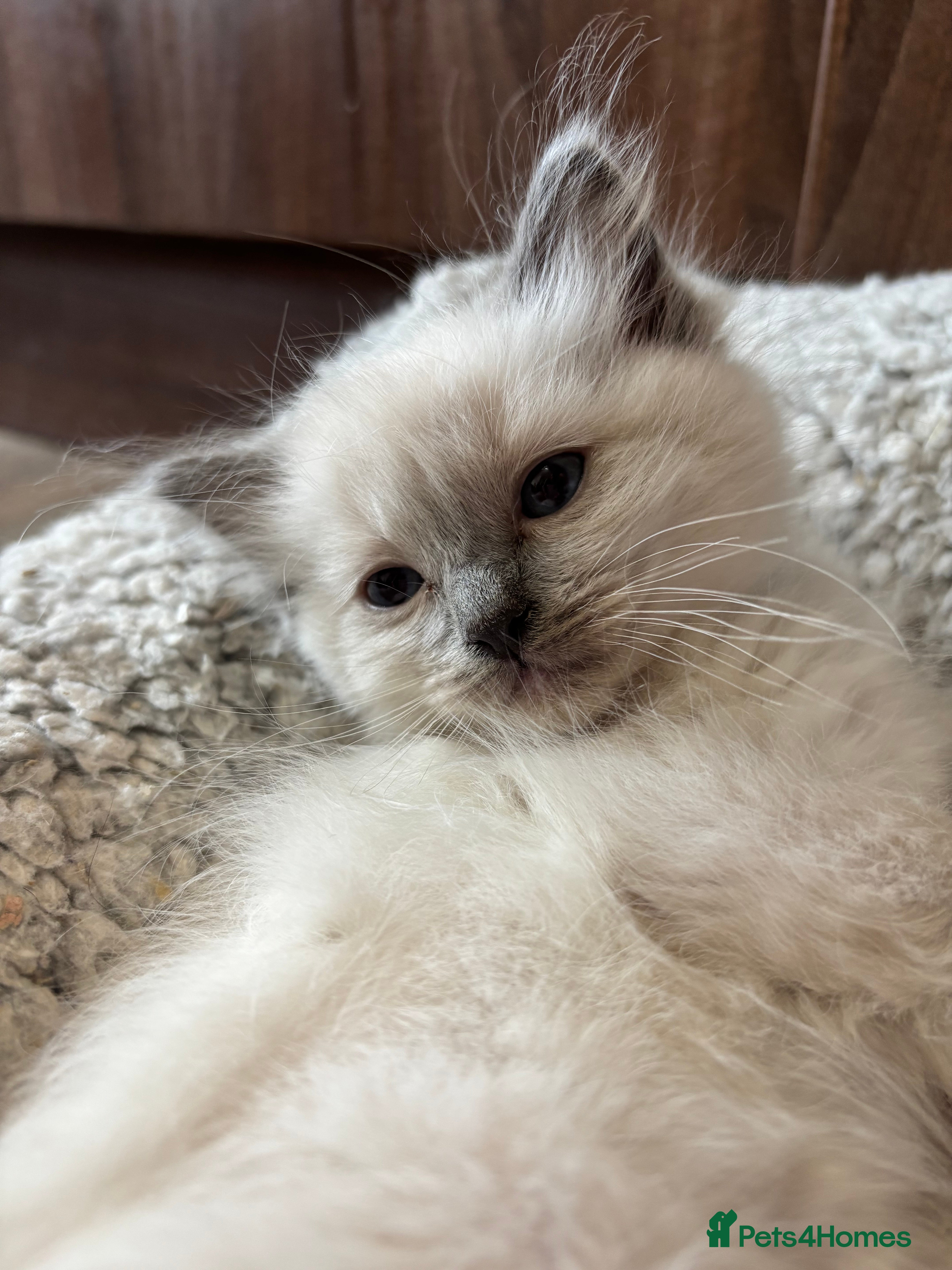 Ragdoll cats Bluepoint Ragdoll kittens 1 x boy & 1 x girl left  - Advert 2