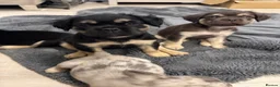 French Bulldog dogs for sale: Fluffy French bulldog KC registered - Advert 9