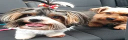 Biewer Terrier dogs for stud: Biewer STUD wanted  in Barnet - Advert 2