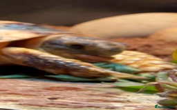 Tortoise reptiles for sale: Kiki the marginated tortoise - Image 2
