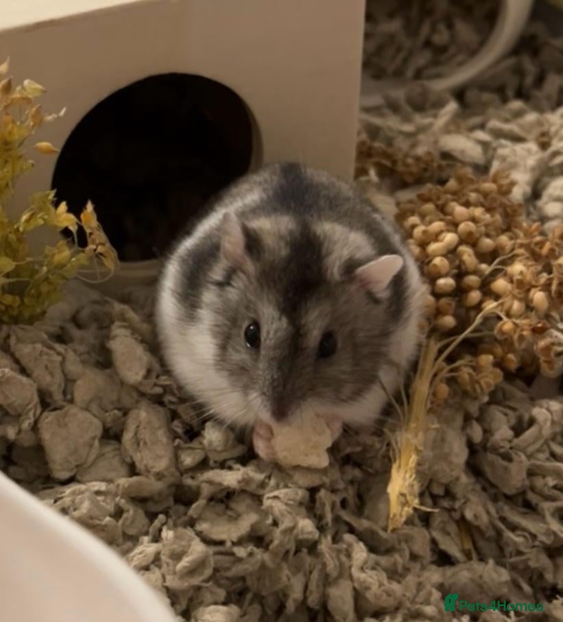 Hamster rodents Female Dwarf hamster  - Advert 1