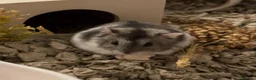 Hamster rodents for sale: Female Dwarf hamster  in Liverpool - Advert 1